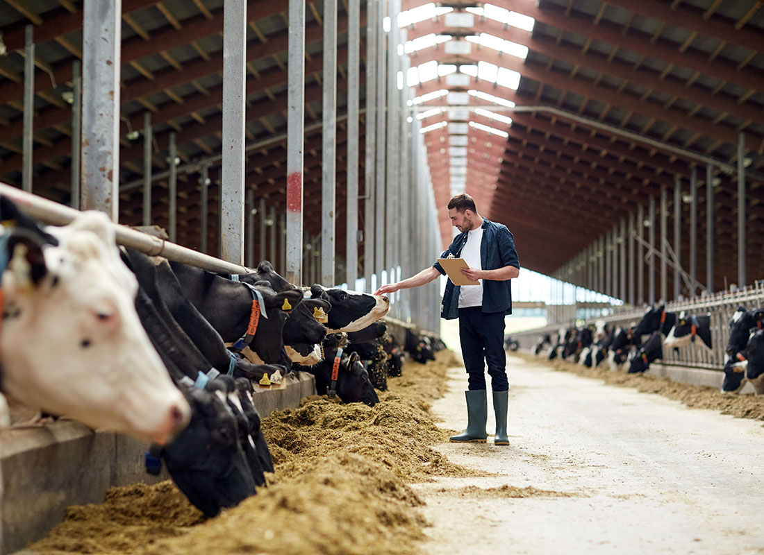 Insurance Solutions - View of a Young Farmer Holding a Notepad Inspecting his Dairy Cows Eating Hay Inside his Barn